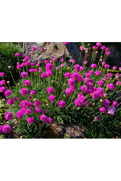 Армерія приморська Рубрифолія (чорнолиста) | Armeria maritima Rubrifolia | Армерия приморская Рубрифолия (чернолистная)